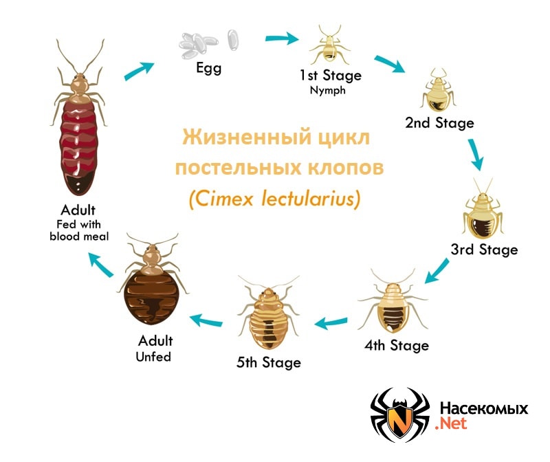 Как выглядит клопы? Фото клопов