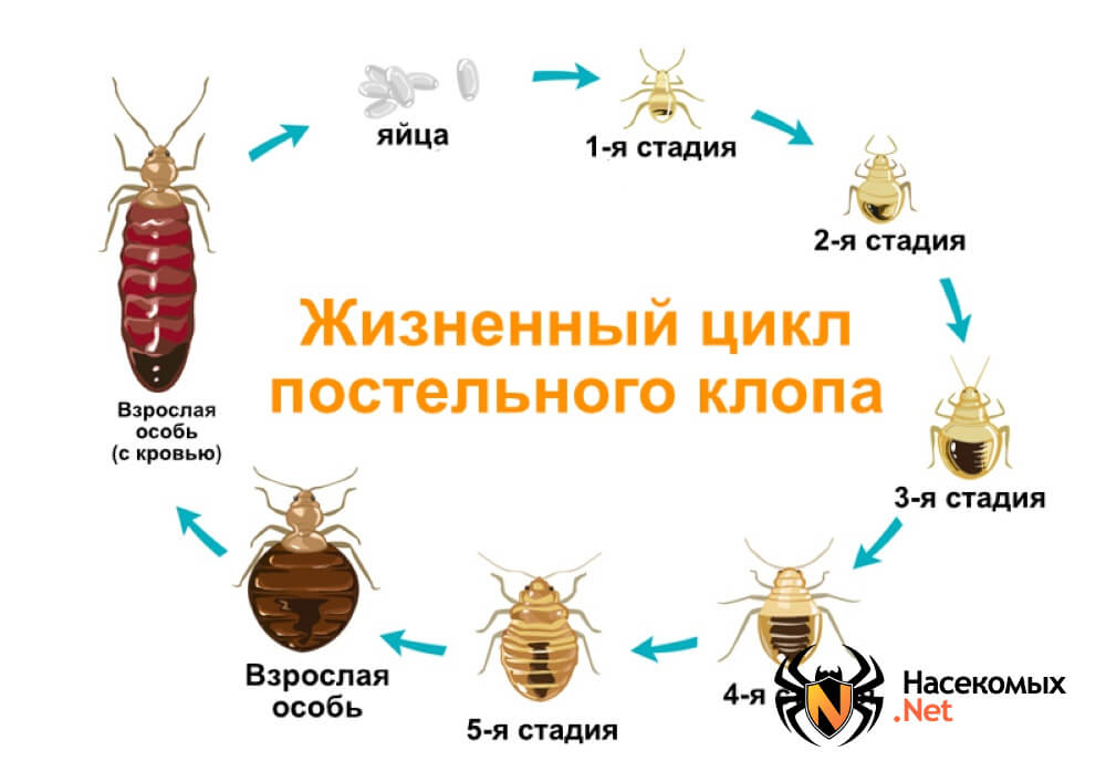 Как самостоятельно избавиться от клопов в квартире?