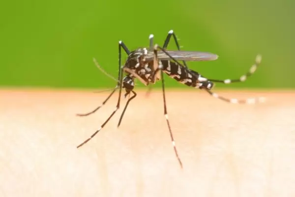 Макро фото комара