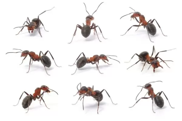 Фото муравьев