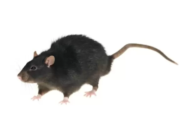 Черная крыса фото