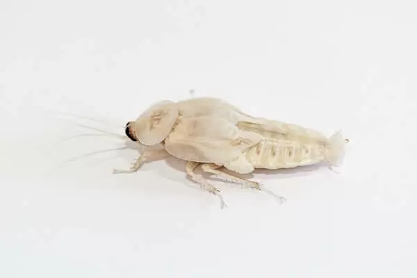Белый таракан фото