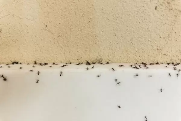 Домашние муравьи фото