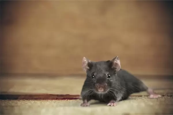 Мышь черная