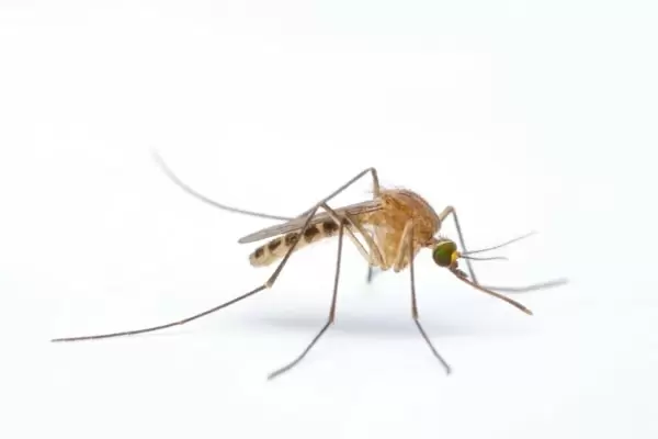 Как выглядит комар