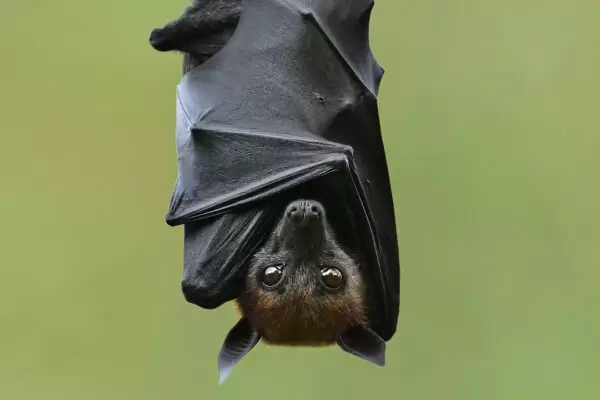Летучая мышь вампир фото