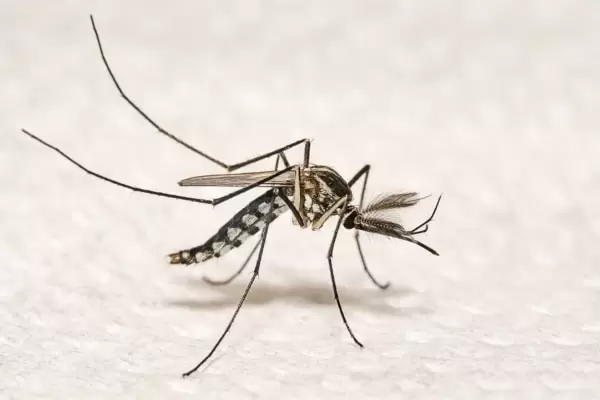 Фото комара самца