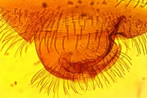 Брюхо постельного клопа под микроскопом
