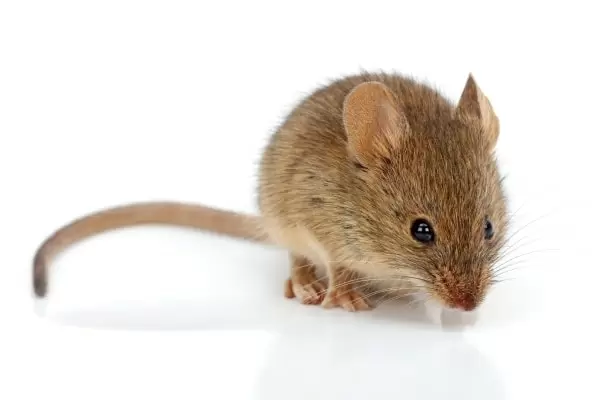 Как выглядит мышь фото
