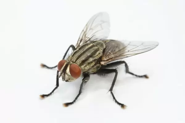 Фото луковой мухи
