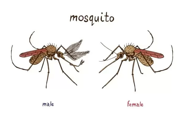 Комар самец и самка фото