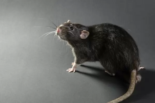 Домашняя крыса фото