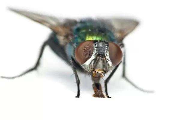 Фото глаз мухи