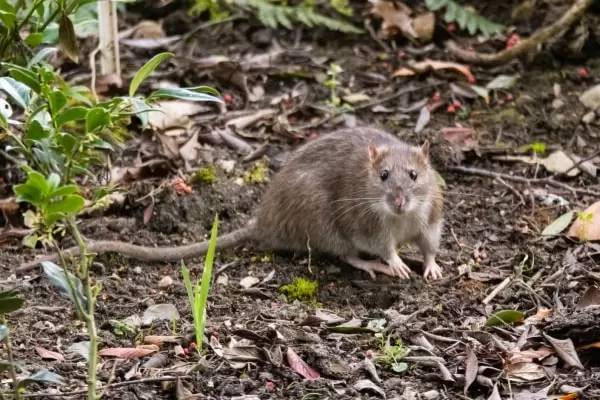 Земляная крыса в огороде фото