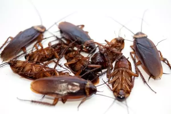 Тараканы фото насекомые