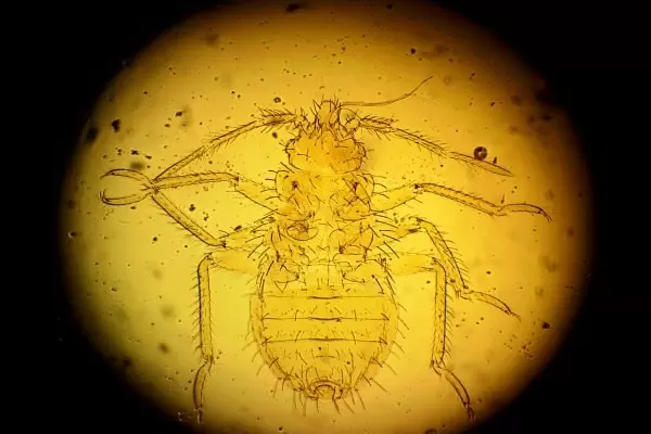 Фото личинки клопа под микроскопом