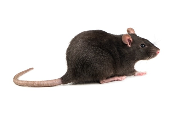 Фото домашняя крыса