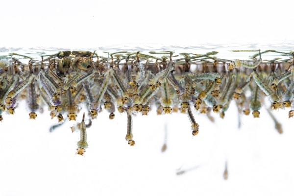 Личинки комаров в воде фото