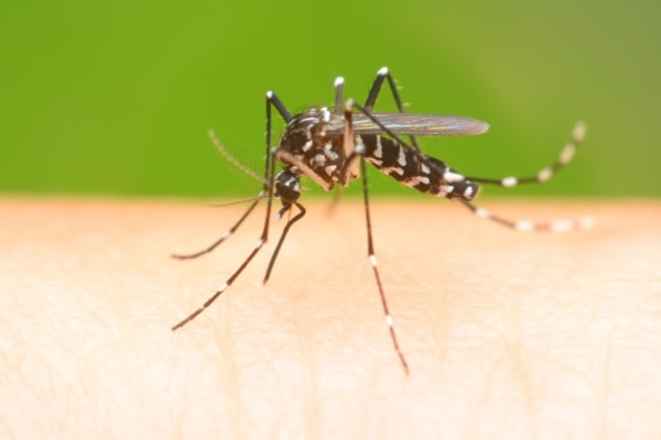 Макро фото комара