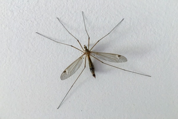 Комар долгоножка фото
