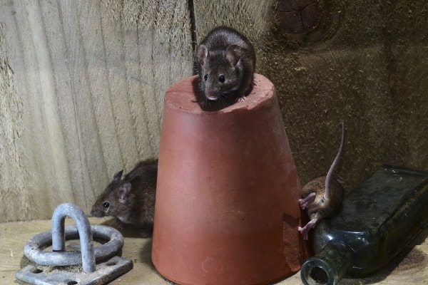Мыши в доме фото