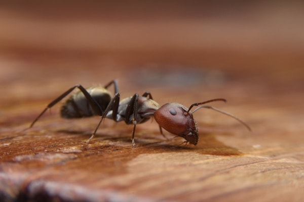 Фото как выглядит муравей