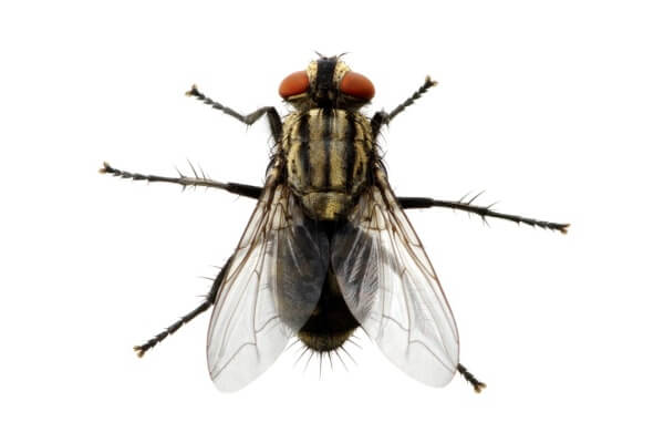 Фотография обыкновенной мухи