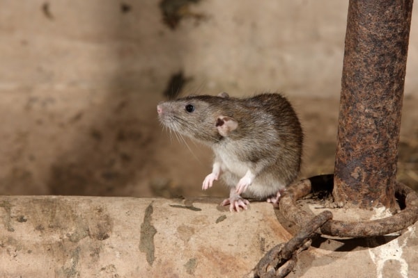 Маленькая крыса фото