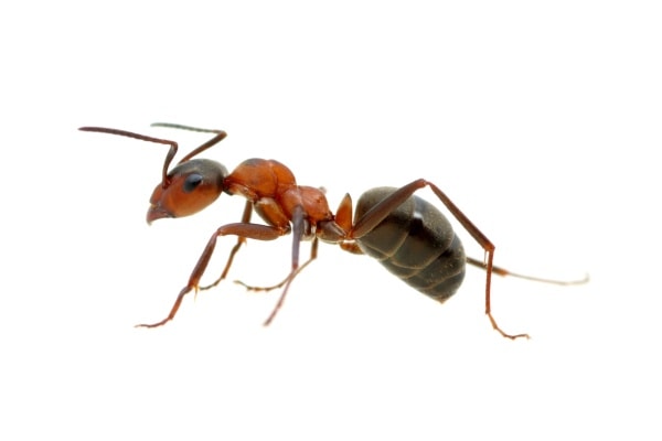 Рыжий муравей фото