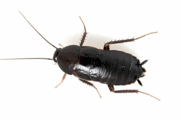 Черный таракан в квартире фото