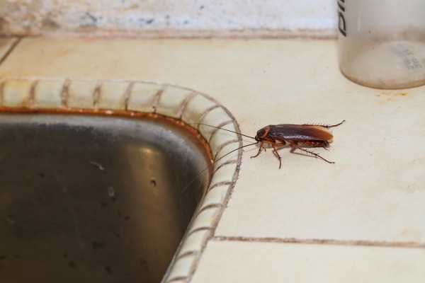 Фото тараканов дома