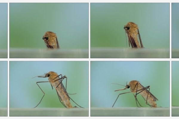 Рождение комара фото