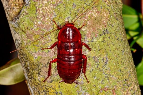 Красный лесной таракан