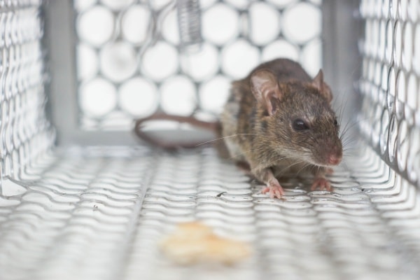 Мышь в клетке фото