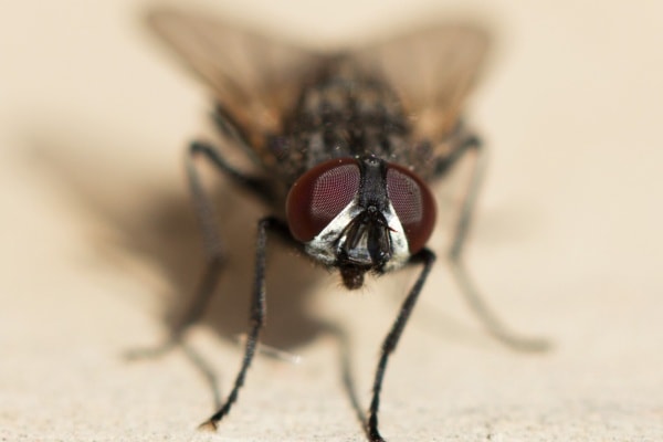 Домашняя муха фото