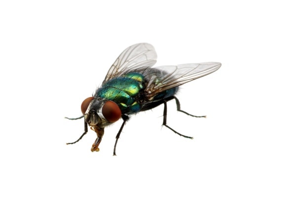Фото зеленой мухи