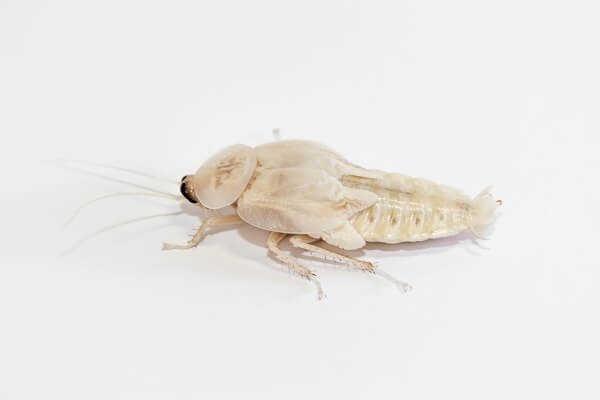 Белый таракан фото