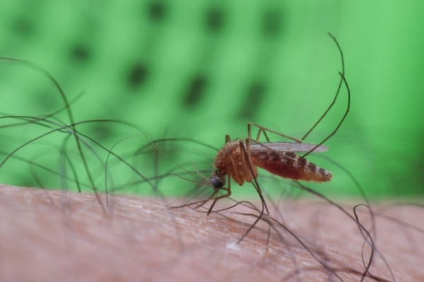 Фото комара на коже человека