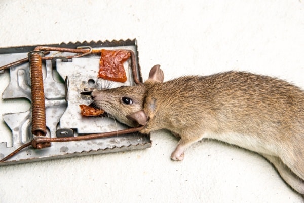 Крыса в ловушке фото