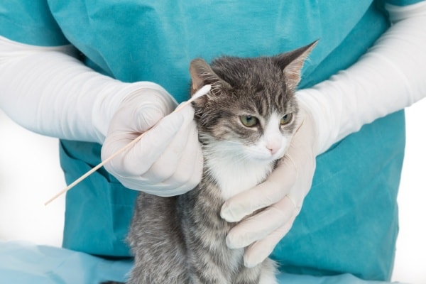 Ушной клещ у кошек фото и лечение