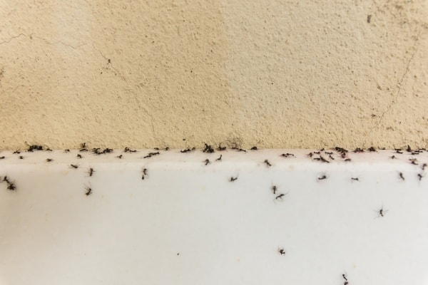 Домашние муравьи фото