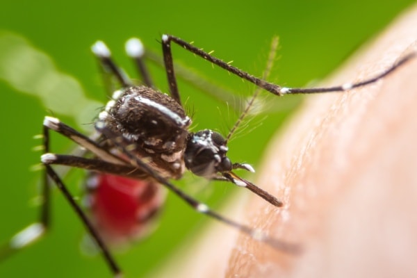 Как кусают комары фото