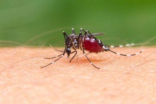Укус малярийного комара фото