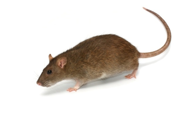 Фото коричневой крысы