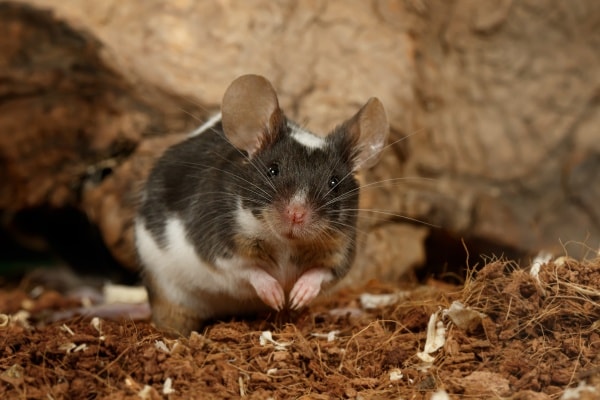 Мышь домовая фото