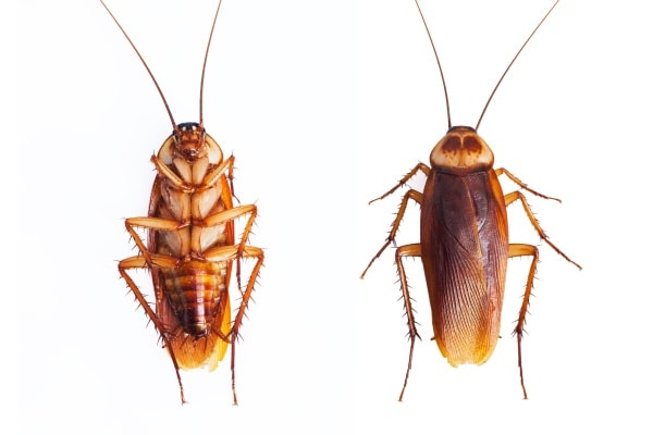 Фото как выглядит таракан