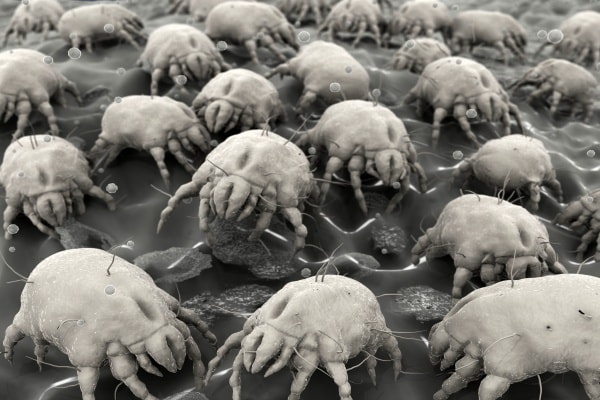 Пылевые клещи под микроскопом