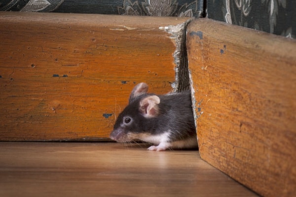 Фото мыши в квартире