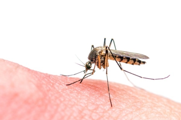 Фото комара на теле человека фото