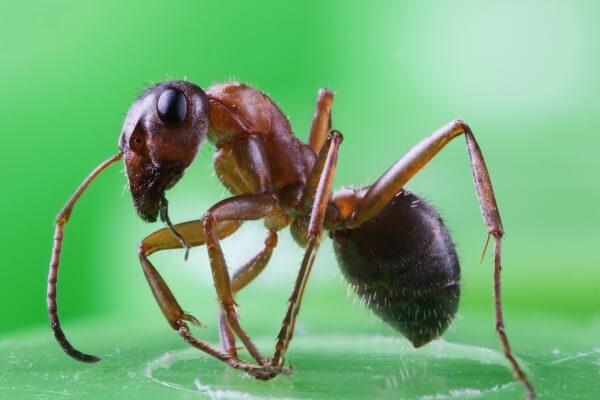 Как выглядят муравьи фото